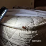 Cara membasmi kutu kasur sampai tuntas