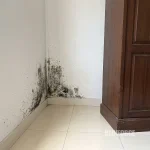 Cara menghilangkan jamur di tembok kamar dengan aman