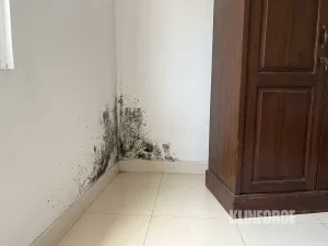 Cara menghilangkan jamur di tembok kamar: bercak jamur hitam di sudut tembok di balik lemari yang digeser