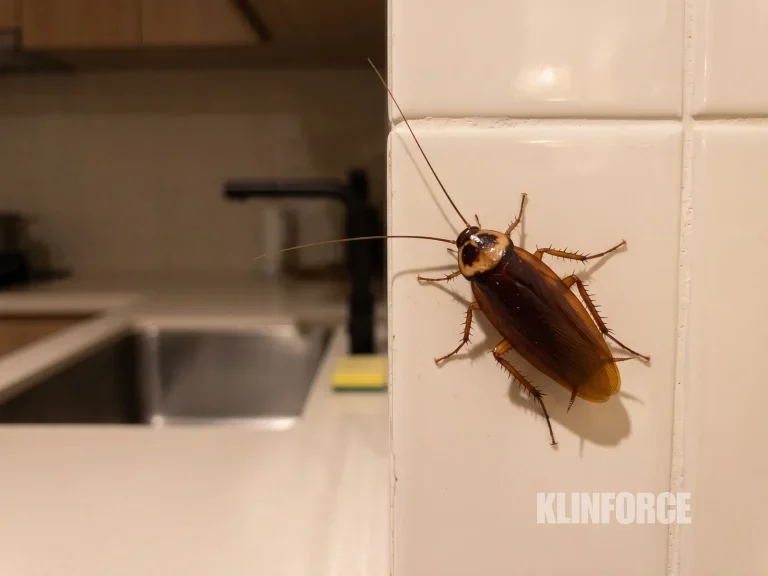 Kecoa Amerika dewasa di dinding keramik dapur dekat bak cuci piring, malam hari dengan lampu dapur menyala
