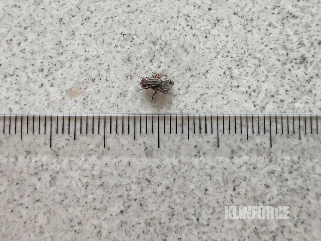 Lalat rumah berwarna abu-abu dengan empat garis hitam di punggung dan mata kemerahan, hinggap di meja dapur dekat penggaris