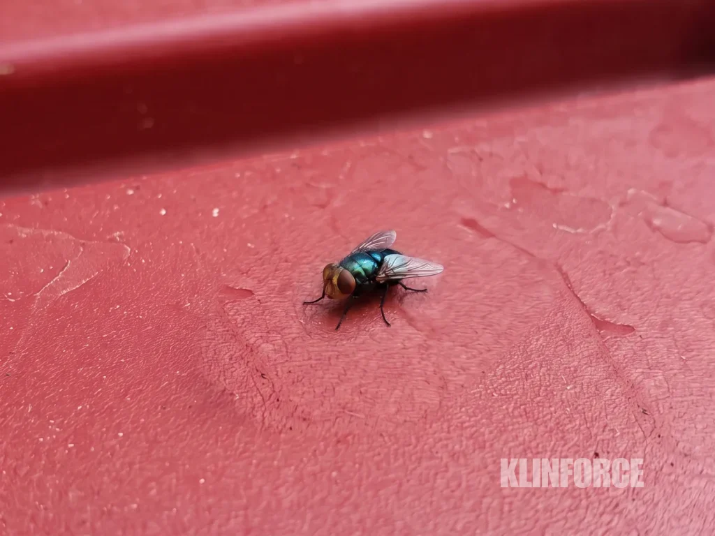 Lalat hijau mengilap seperti logam dengan mata merah besar dan kepala kuning oranye, hinggap di tutup tempat sampah