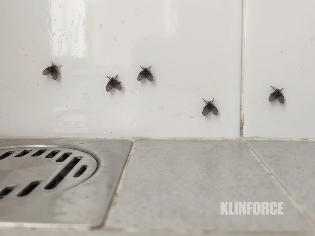 Lalat ngengat kecil abu-abu gelap bertubuh dan bersayap berbulu halus, hinggap di dinding keramik dekat floor drain