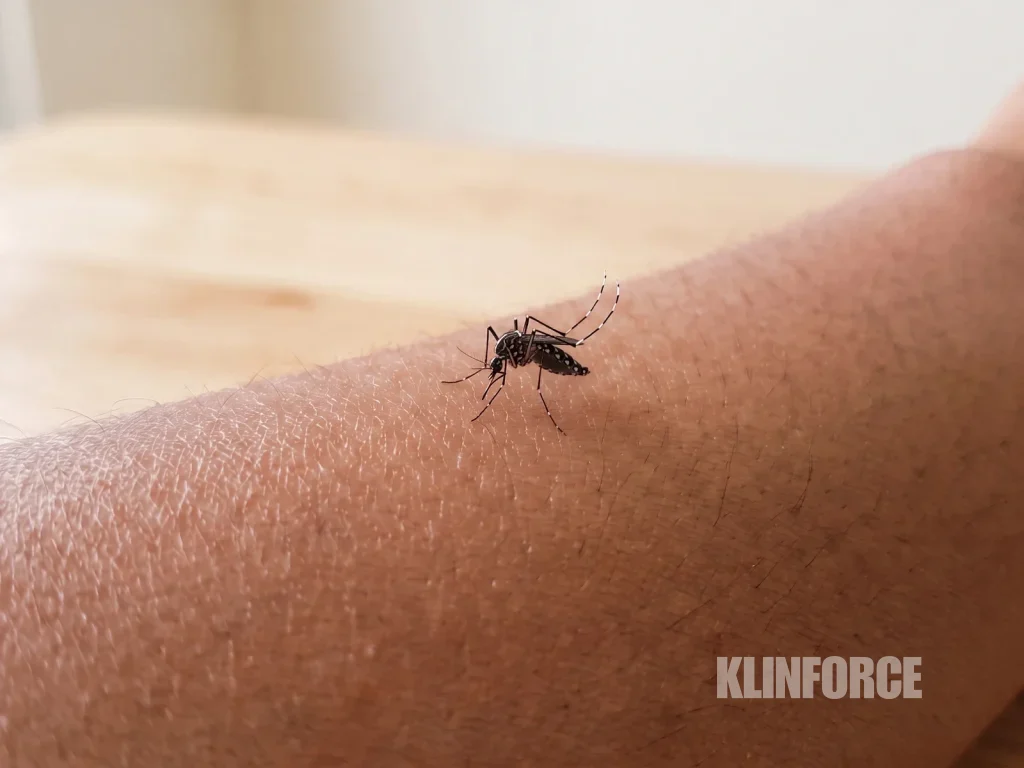Nyamuk Aedes aegypti hitam dengan sisik putih, tanda kecapi di punggung, dan gelang putih di kaki, hinggap di lengan