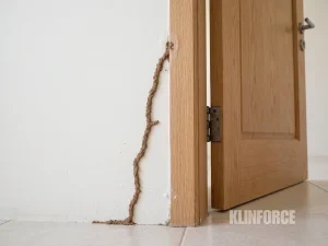 Lorong tanah rayap merambat di dinding menuju kusen pintu kayu