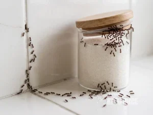 Barisan semut dari celah keramik dinding menuju toples gula di meja dapur