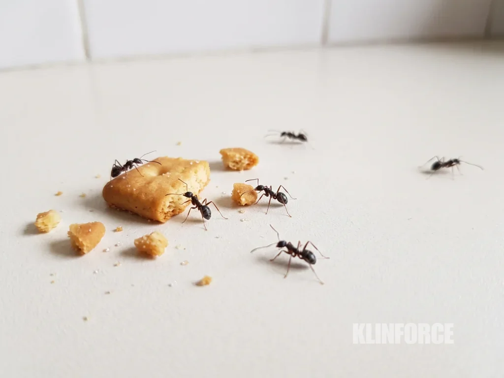 Semut gila berwarna kehitaman dengan kaki dan antena sangat panjang di meja dapur dekat remah makanan