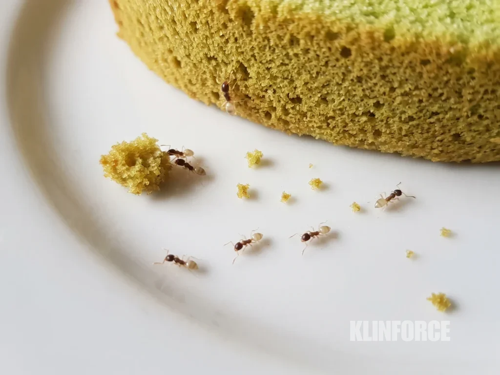 Semut hantu berkepala cokelat tua dan berperut pucat hampir putih di tepi piring kue