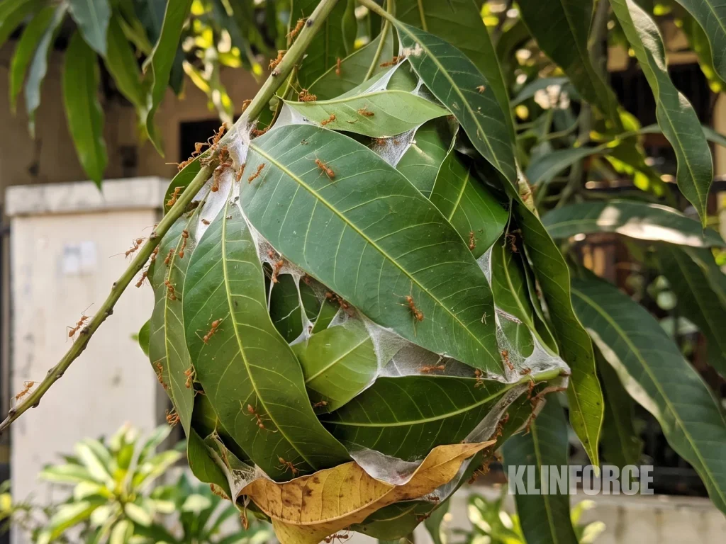 Sarang semut rangrang dari daun-daun yang direkatkan benang sutra, menggantung di dahan pohon halaman rumah